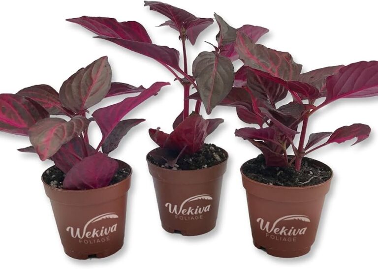 plantas de interior coloridas y vibrantes