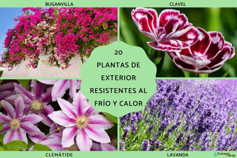 Qué plantas son resistentes al frÃo y heladas en climas frÃos 29 plantas resistentes al frio en jardin