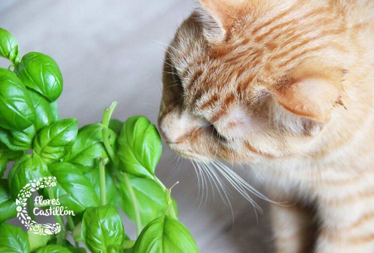 plantas y animales felices en un hogar