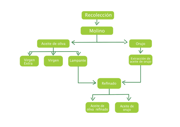 Qué experiencias se pueden vivir durante una semana en una fábrica de aceite comestible 19 proceso de extraccion de aceite de oliva