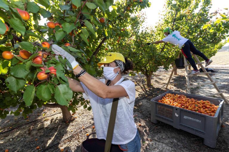 Qué papel juegan los productores en la cadena alimenticia 12 productores agricolas en un campo frutal