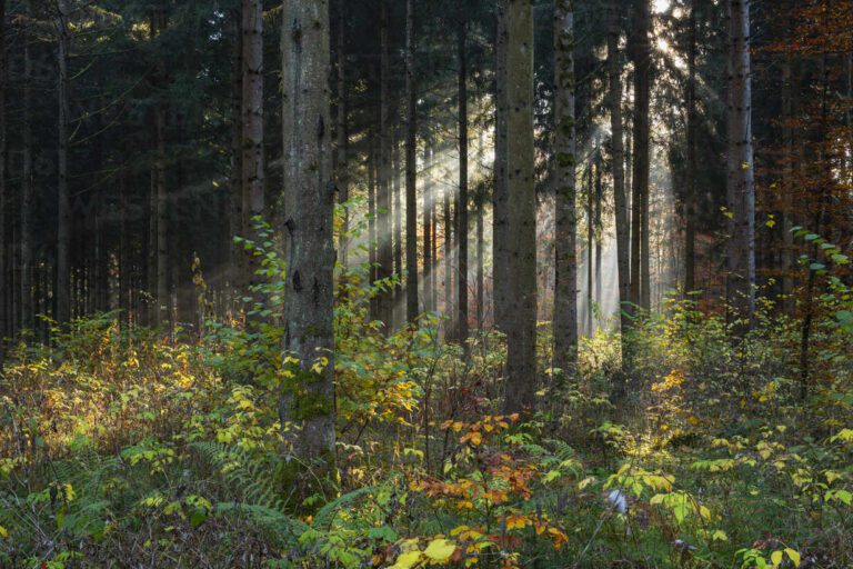 La luz solar es materia o solo energÃa en forma de radiación 10 rayos de sol atravesando un bosque frondoso