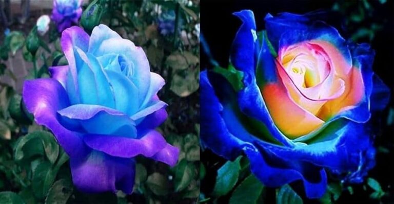 Por qué son tan populares las rosas azules y moradas en jardinería 18 rosas azules y moradas en un jardin