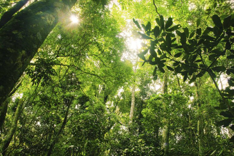selva tropical rica en biodiversidad