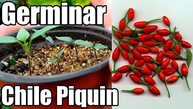 semillas de chile germinando en tierra