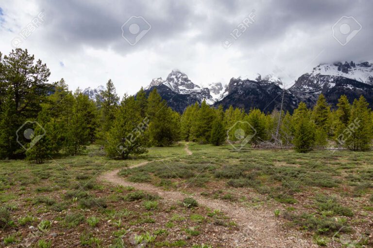 sendero rodeado de arboles y montanas