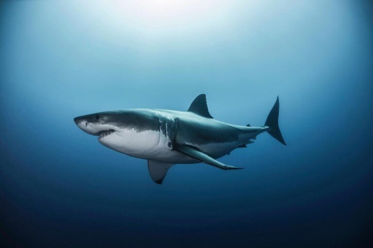 Cuánto tiempo puede vivir un tiburón blanco en su hábitat natural 23 tiburon blanco nadando en el oceano