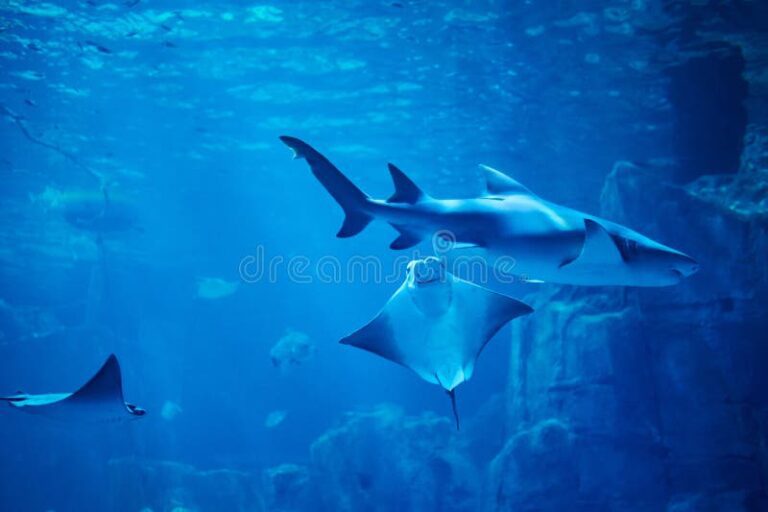 tiburones nadando en aguas profundas del oceano