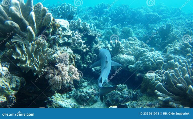 Los tiburones son solitarios o prefieren vivir en grupos sociales 9 tiburones nadando en un arrecife coralino