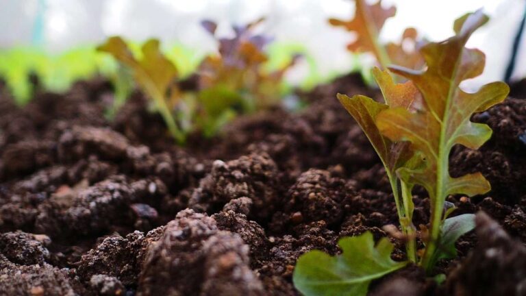 tierra rica y saludable en un jardin