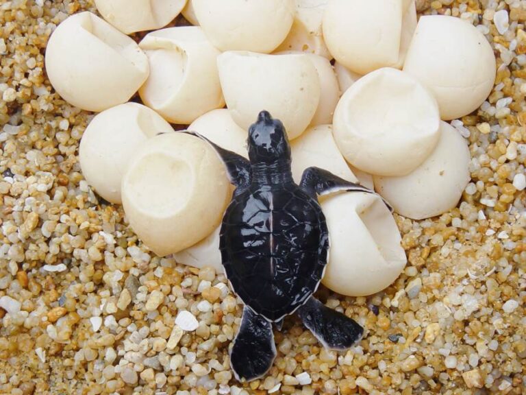 tortuga hembra cuidando sus huevos