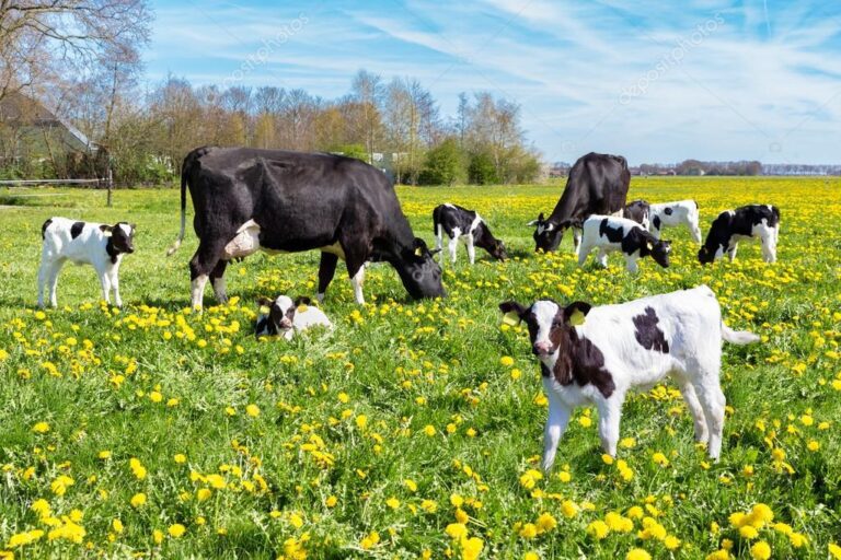 Significa la frase "el que quiere a la vaca quiere al ternero" 9 vaca y ternero pastando juntos