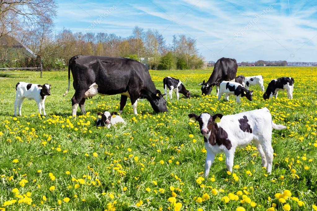 Significa la frase "el que quiere a la vaca quiere al ternero" 8 Significa la frase «el que quiere a la vaca quiere al ternero»