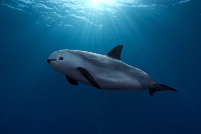 vaquita marina en su habitat natural