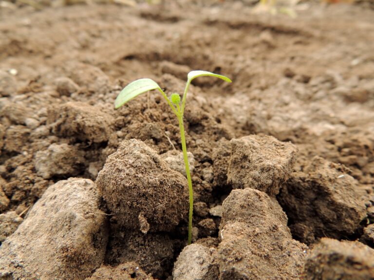 vegetales silvestres creciendo en la naturaleza